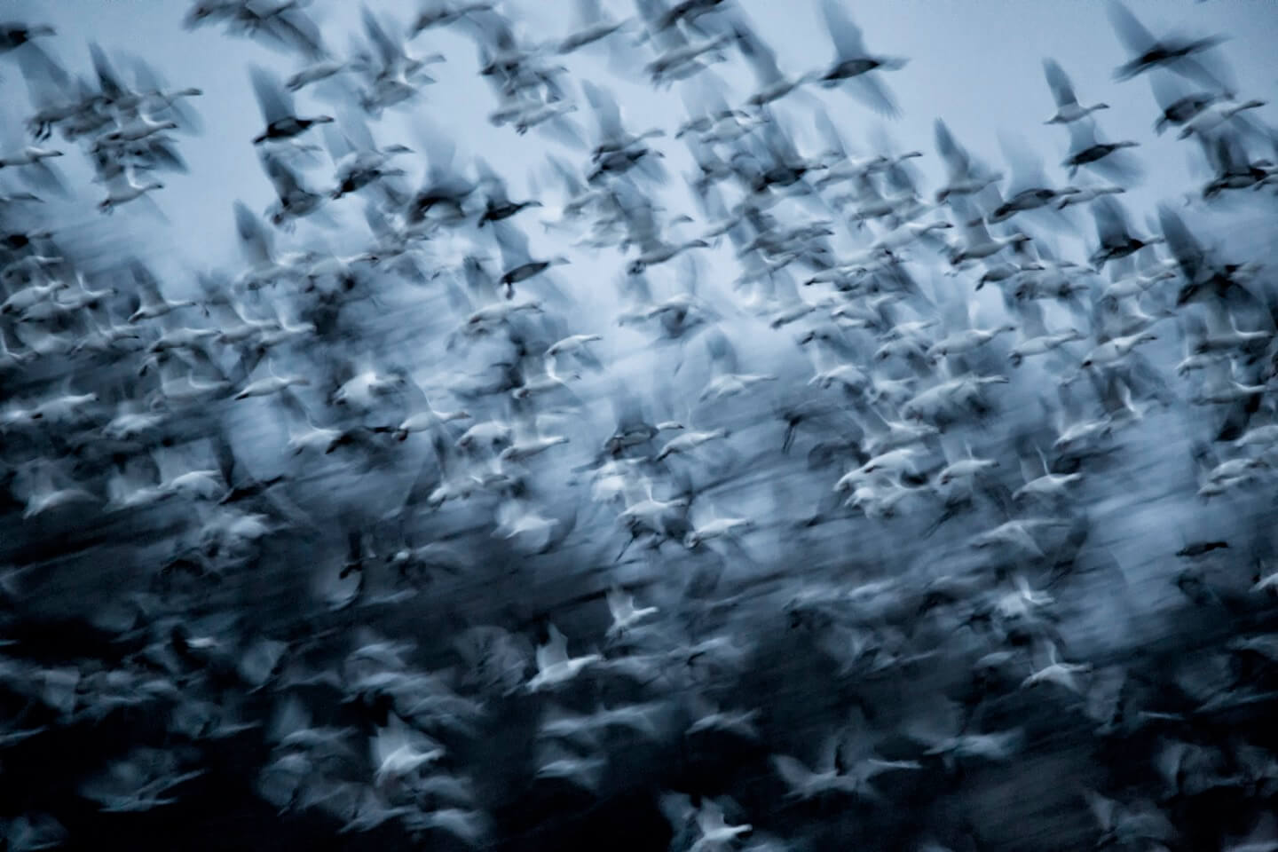 Snow Geese Take Flight - Taken by Marc Bacon using a full-frame Canon 6D